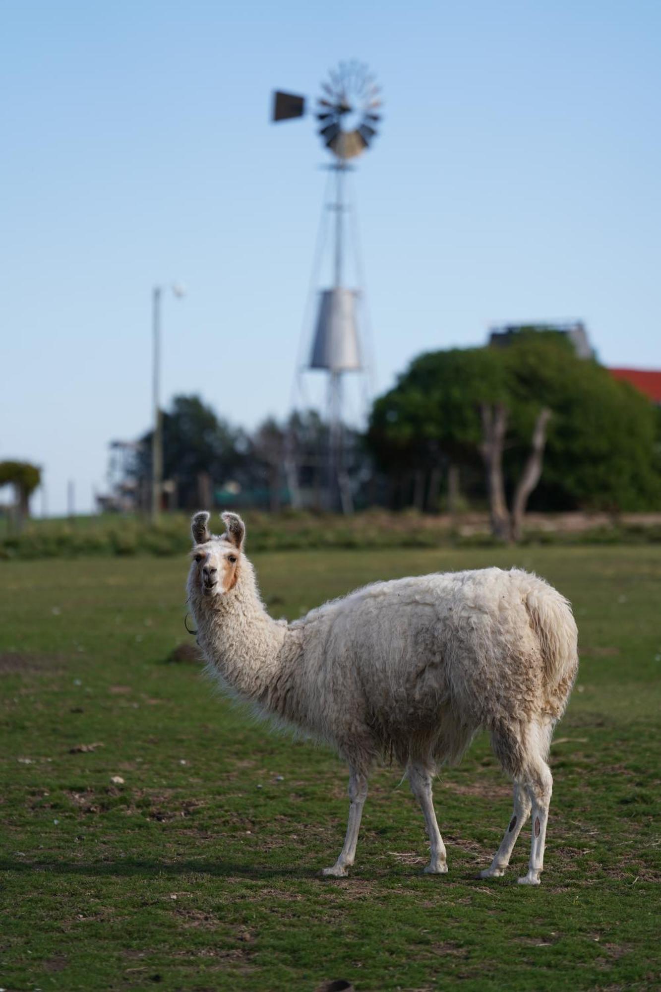 La Santina Posada & Experiencias De Campo San Pedro Kültér fotó